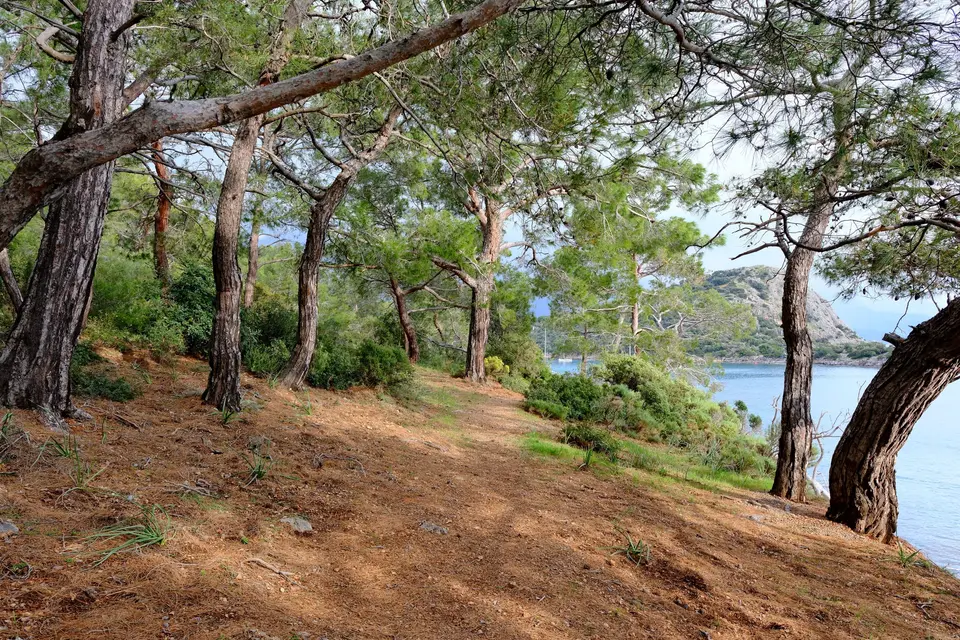 Kıyı boyunca çam ağaçları arasından denize inen patika